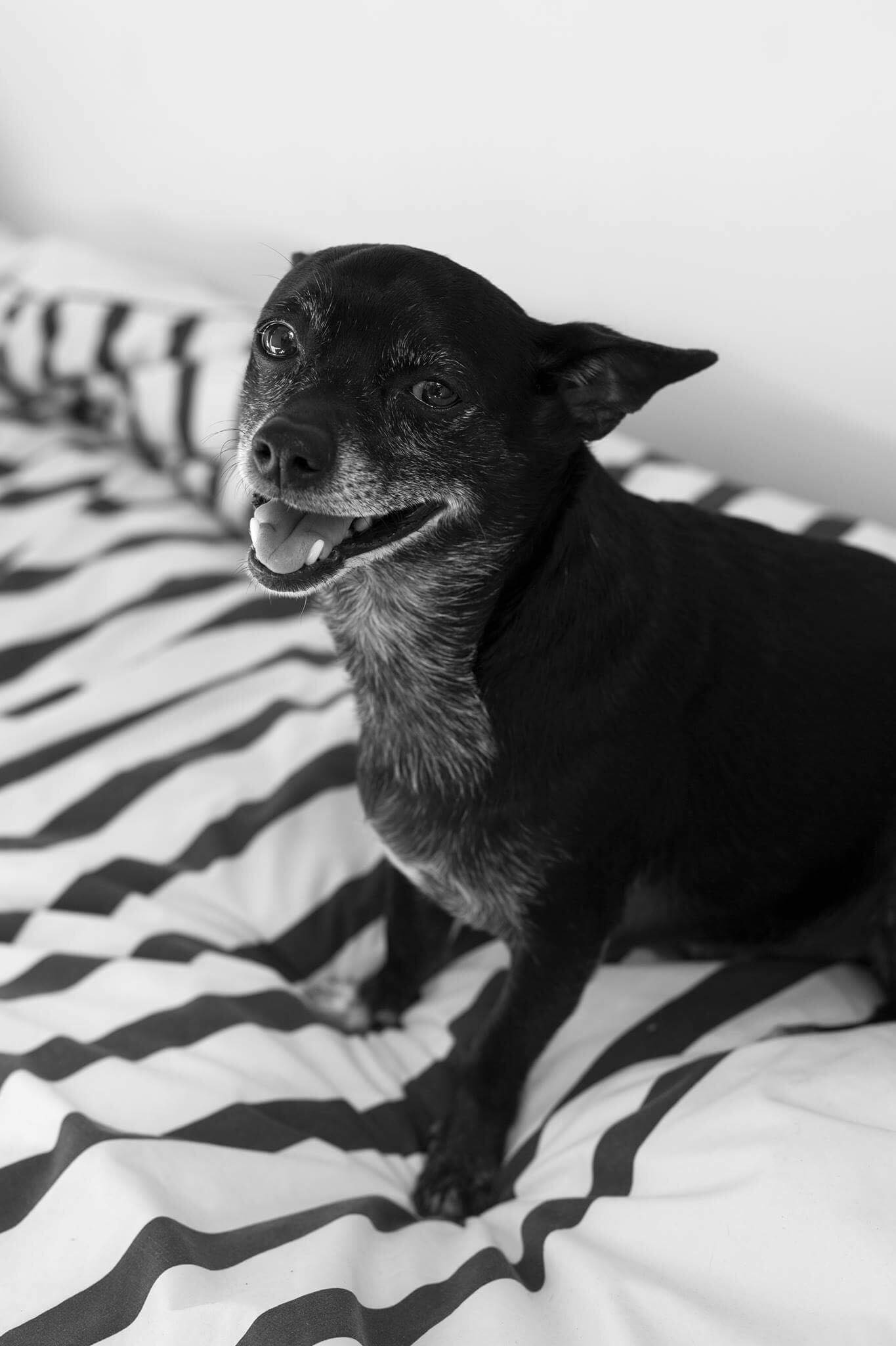4 animaux adoptés en refuge racontent leur expérience